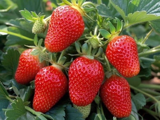 Земляника крупноплодная Земляника крупноплодная