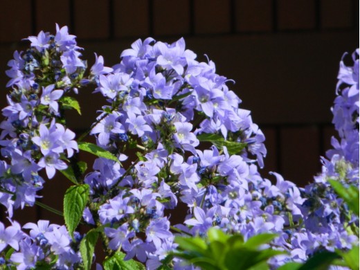 Колокольчик молочноцветковый Колокольчик молочноцветковый