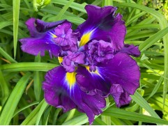 Ирис японский 