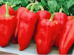 Перец сладкий 