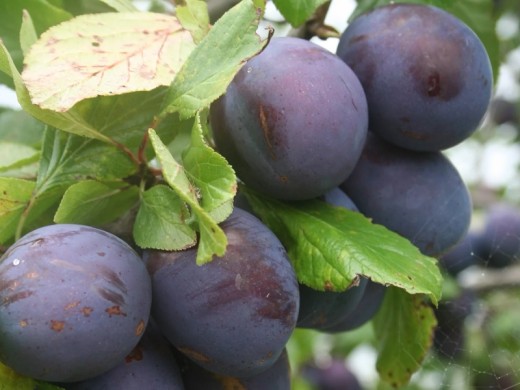 Слива Слива