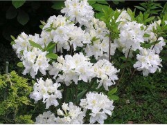 Рододендрон листопадный (азалия) 