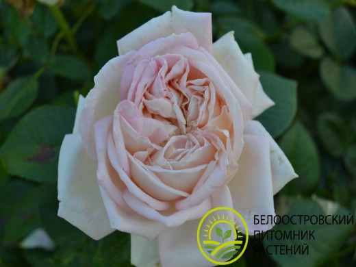 Роза чайно-гибридная Роза чайно-гибридная