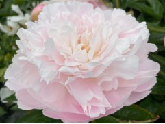 Пион молочноцветковый 