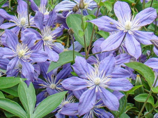 Клематис крупноцветковый Клематис крупноцветковый