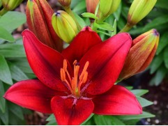 Лилия простая Лилия простая