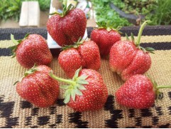 Земляника крупноплодная 