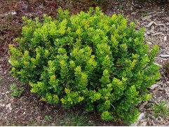 Барбарис Тунберга 