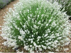 Лаванда узколистная 