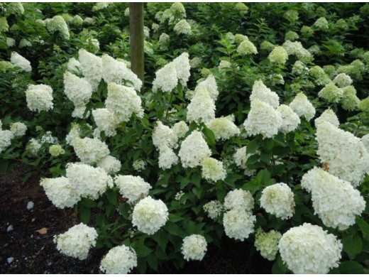 Гортензия метельчатая Гортензия метельчатая