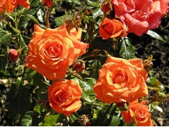 Роза флорибунда 