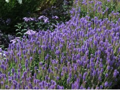 Шалфей дубравный Шалфей дубравный