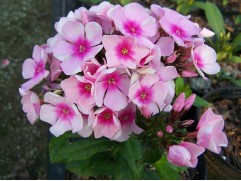 Флокс метельчатый 