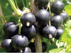 Смородина черная Смородина черная