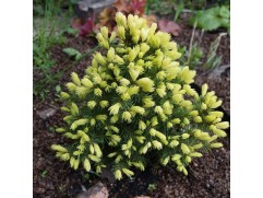 Ель канадская 