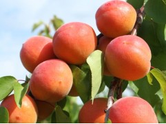 Абрикос 