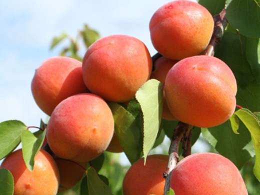 Абрикос Абрикос