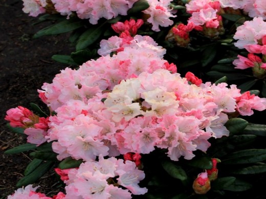 Рододендрон якушиманский 