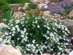 Лапчатка кустарниковая Лапчатка кустарниковая