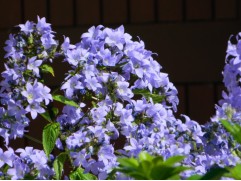 Колокольчик молочноцветковый Колокольчик молочноцветковый