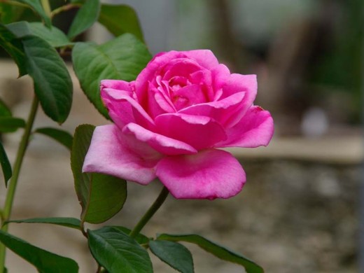 Роза чайно-гибридная Роза чайно-гибридная