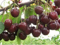 Вишня обыкновенная Вишня обыкновенная