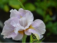 Ирис сибирский Ирис сибирский