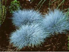 Овсяница сизая 