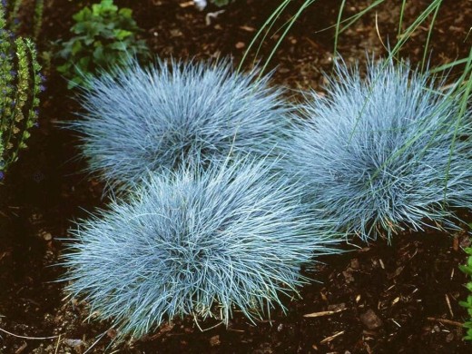 Овсяница сизая Овсяница сизая