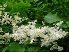 Сирень сетчатая Сирень сетчатая