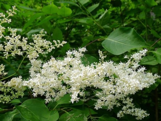 Сирень сетчатая 