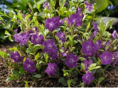 Барвинок малый 