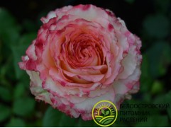 Роза чайно-гибридная 