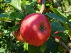 Яблоня 