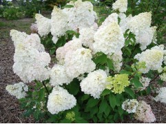 Гортензия метельчатая 