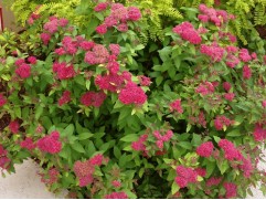 Спирея японская Спирея японская