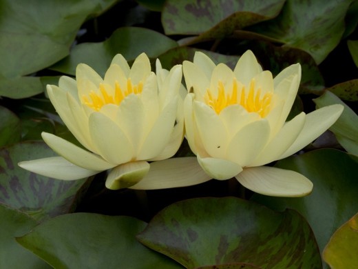 Нимфея Нимфея