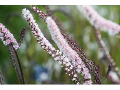 Актея (клопогон) ветвистая 