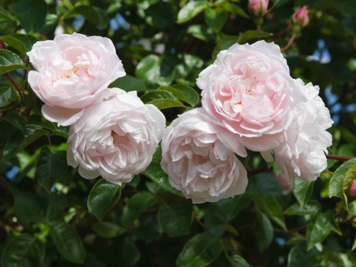 Роза английская Роза английская