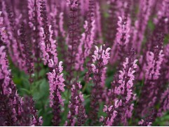 Шалфей дубравный 