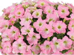 Петуния ампельная Петуния ампельная