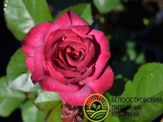 Роза спрей Роза спрей