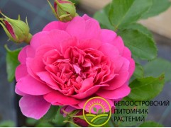 Роза английская 