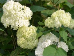 Гортензия древовидная 