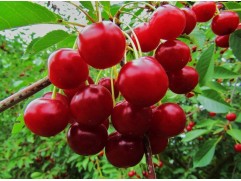 Вишня обыкновенная 