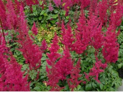 Астильба японская 