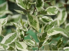 Дерен белый 