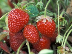 Земляника крупноплодная ремонтантная 
