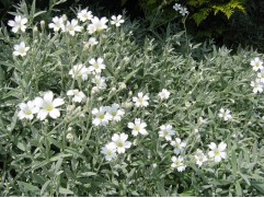 Ясколка войлочная (Контейнер 1,5л.) Ясколка войлочная (Контейнер 1,5л.)