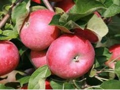 Яблоня Яблоня